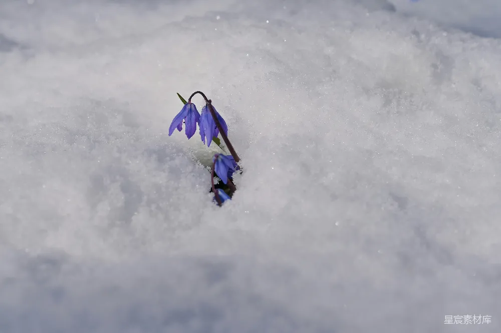 高清摄影  蓝花从雪被中绽放。