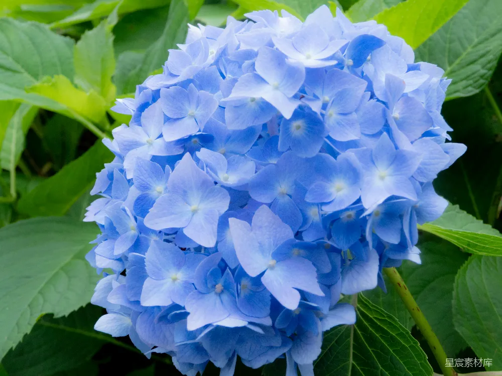 高清摄影  蓝花绿叶