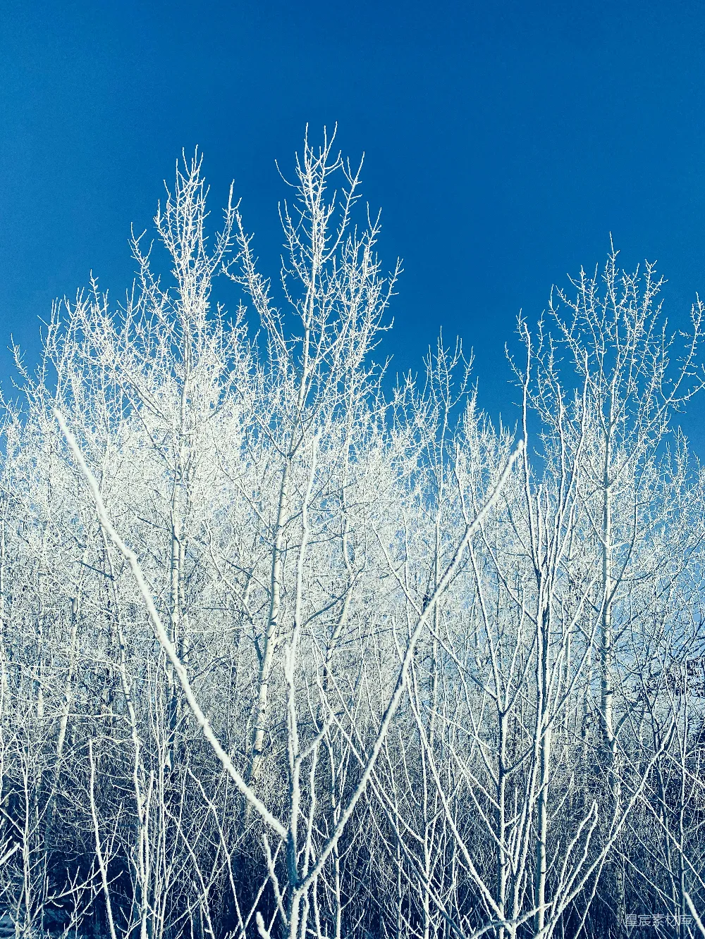 高清摄影  一群被雪覆盖的树木，在蓝天的背景下。