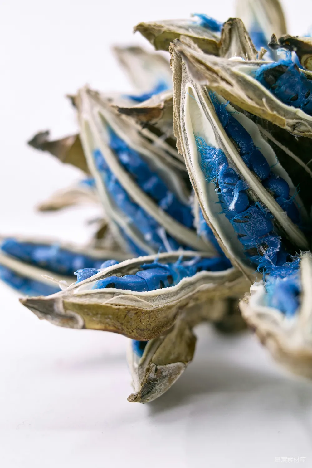 高清摄影  一堆干枯的蓝色花朵放在白色表面上。