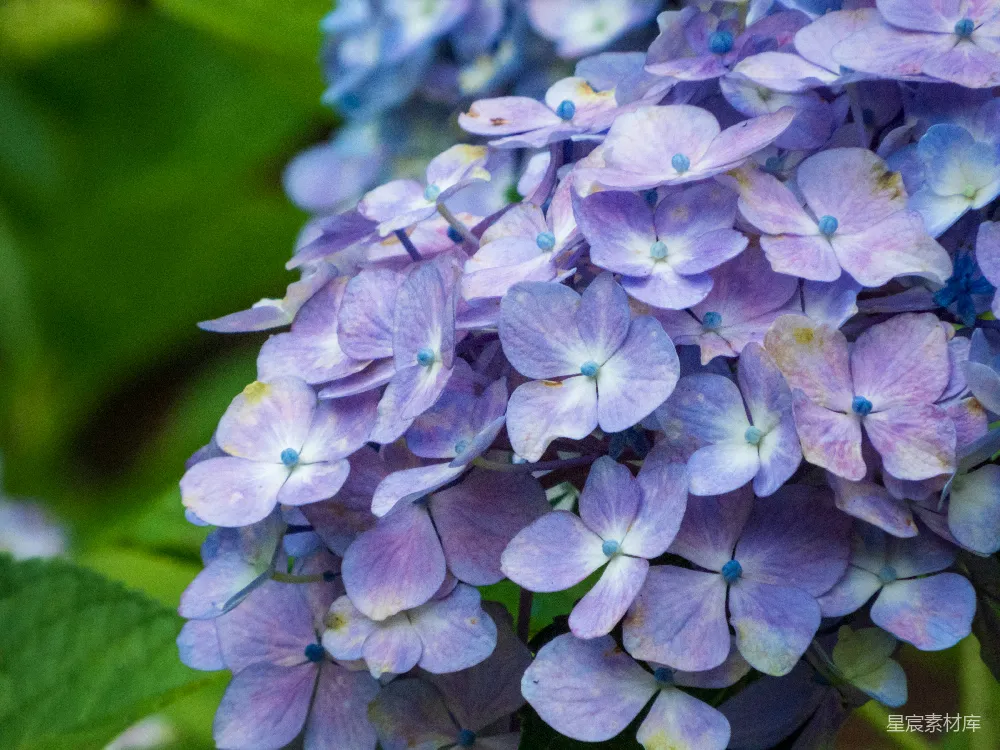 高清摄影  一组花