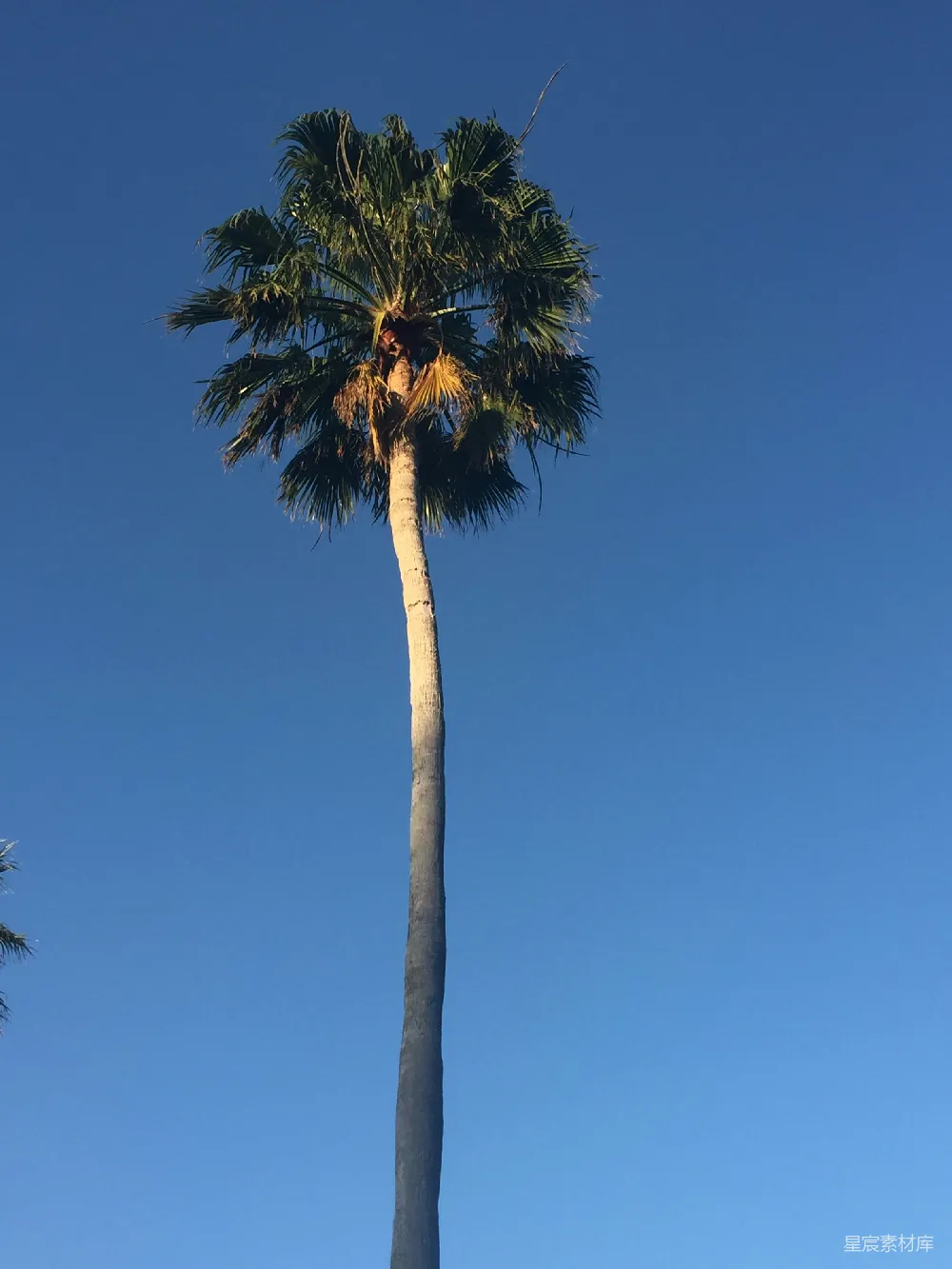 高清摄影  一株高大的棕榈树，背景是蓝天。