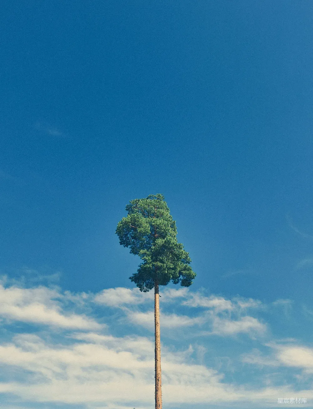 高清摄影  一棵孤独的树矗立在明亮的蓝天前。