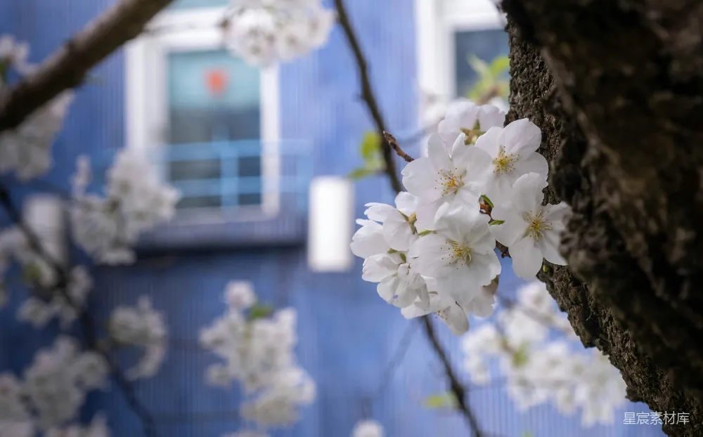 高清摄影  一棵开白花的树在蓝色建筑前。