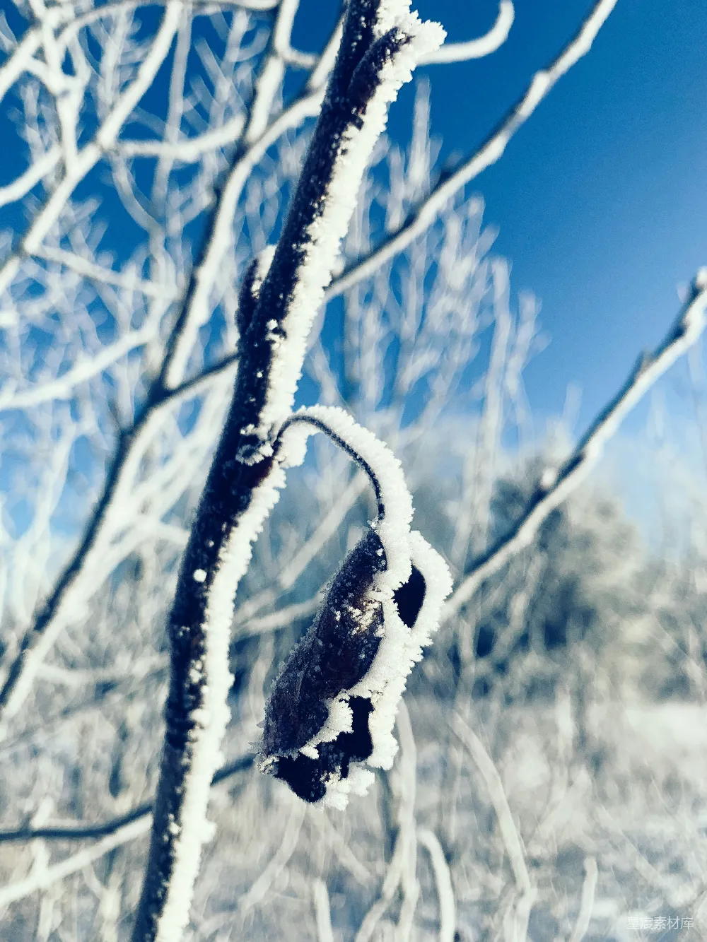高清摄影  被雪覆盖的树枝，背景是蓝天。
