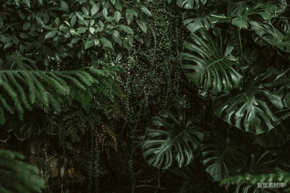 高清摄影 绿色叶片植物近景摄影