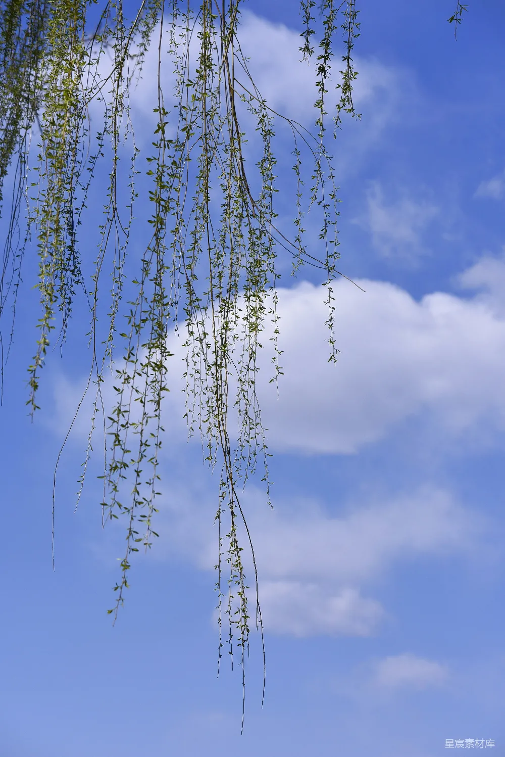 高清摄影  垂柳枝条在明亮的蓝天背景下。