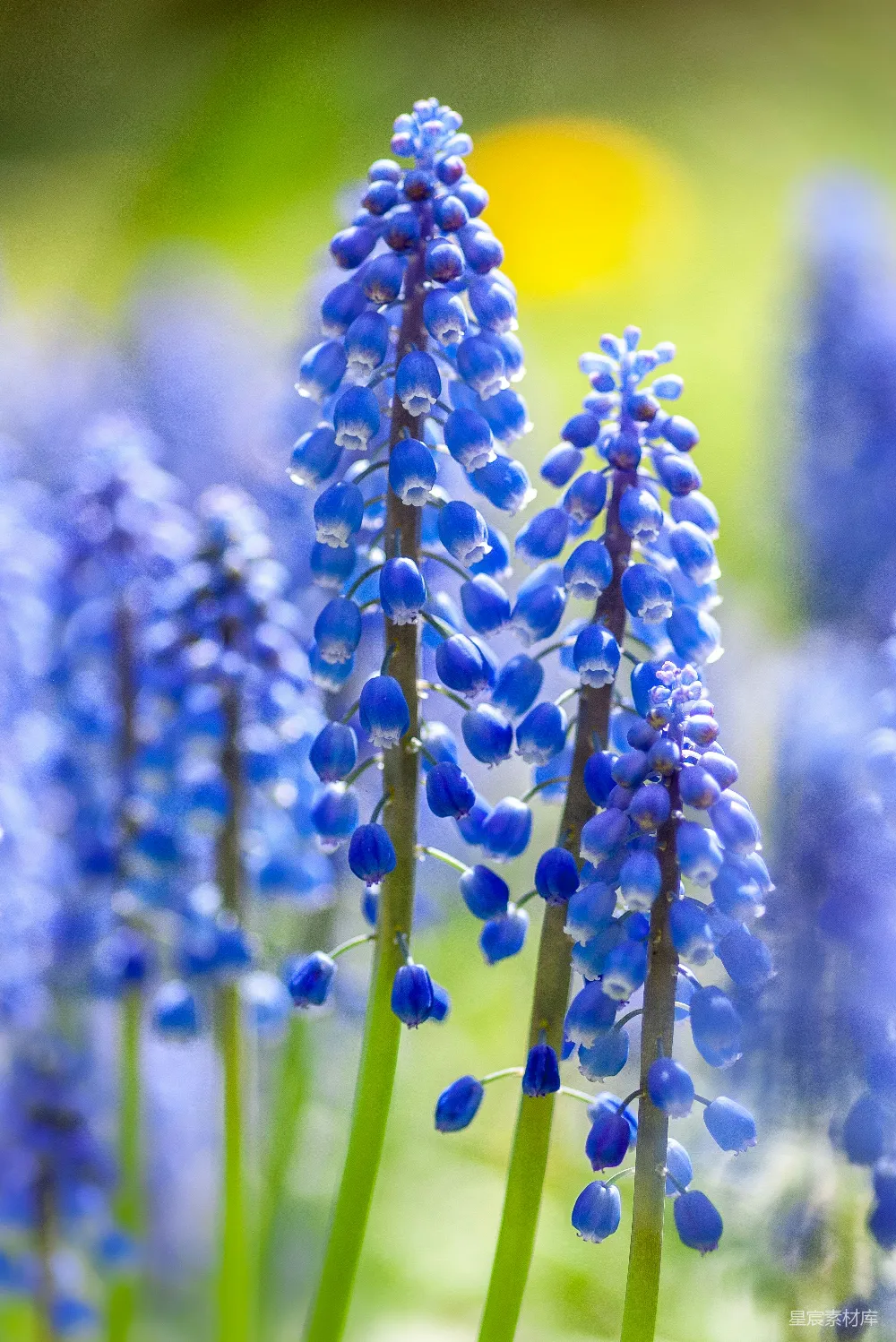 高清摄影  蓝花特写照片