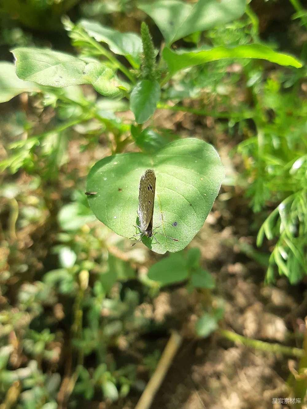 高清摄影  花园里一片叶子上有只虫子在爬
