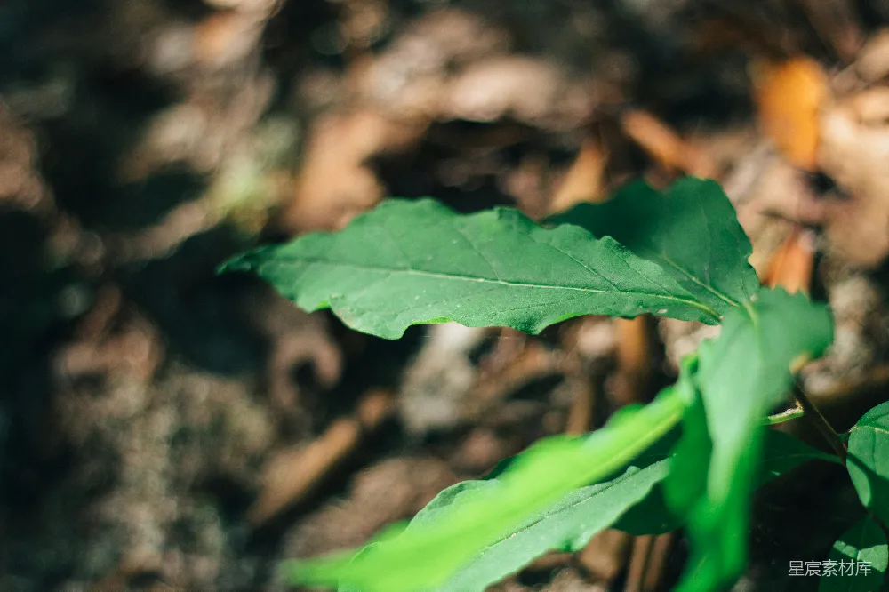 高清摄影 自然 一棵小小的绿色植物从地面长出来