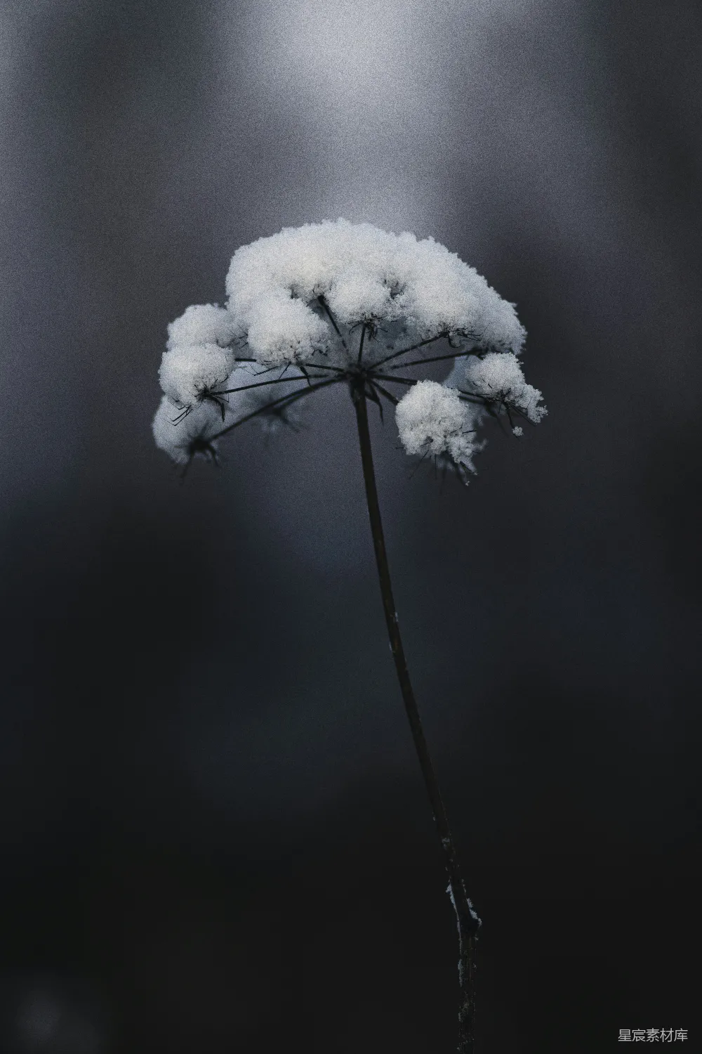 高清摄影  黑茎上的白雪