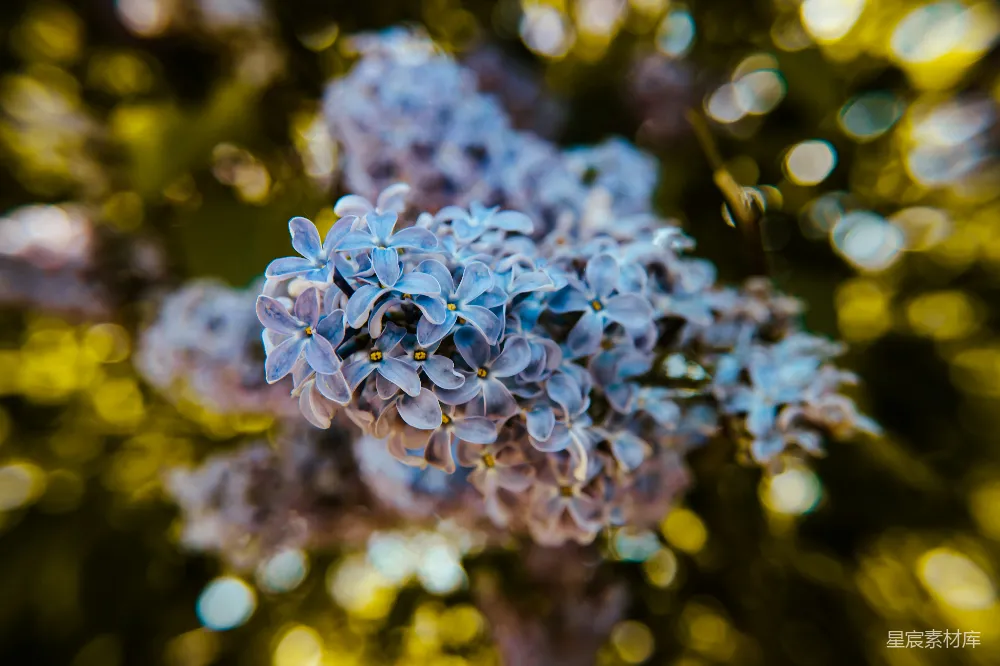 高清摄影  一朵花的特写