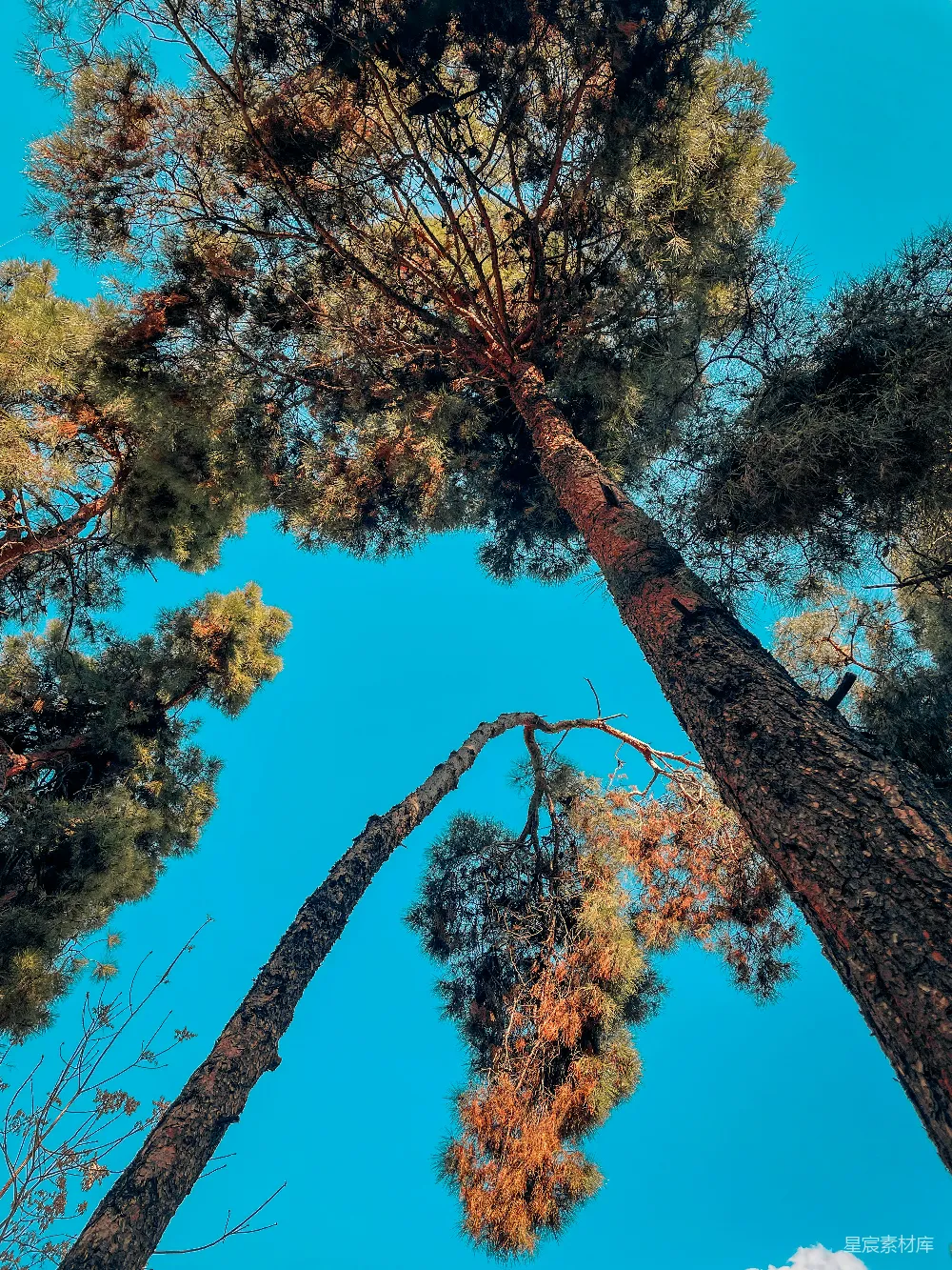 高清摄影  森林中的一棵树
