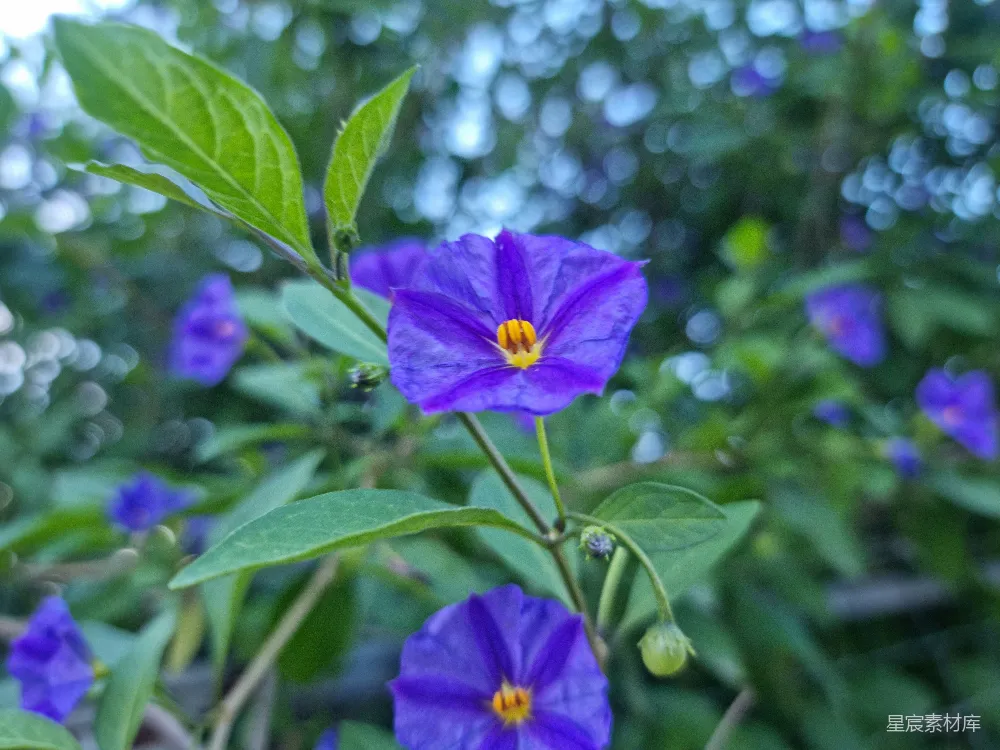 高清摄影  一朵紫色的花的特写，绿叶环绕。