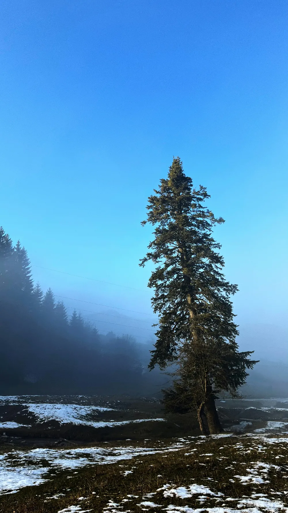 高清摄影  一棵孤独的树矗立在雾蒙蒙、雪茫茫的景观中。