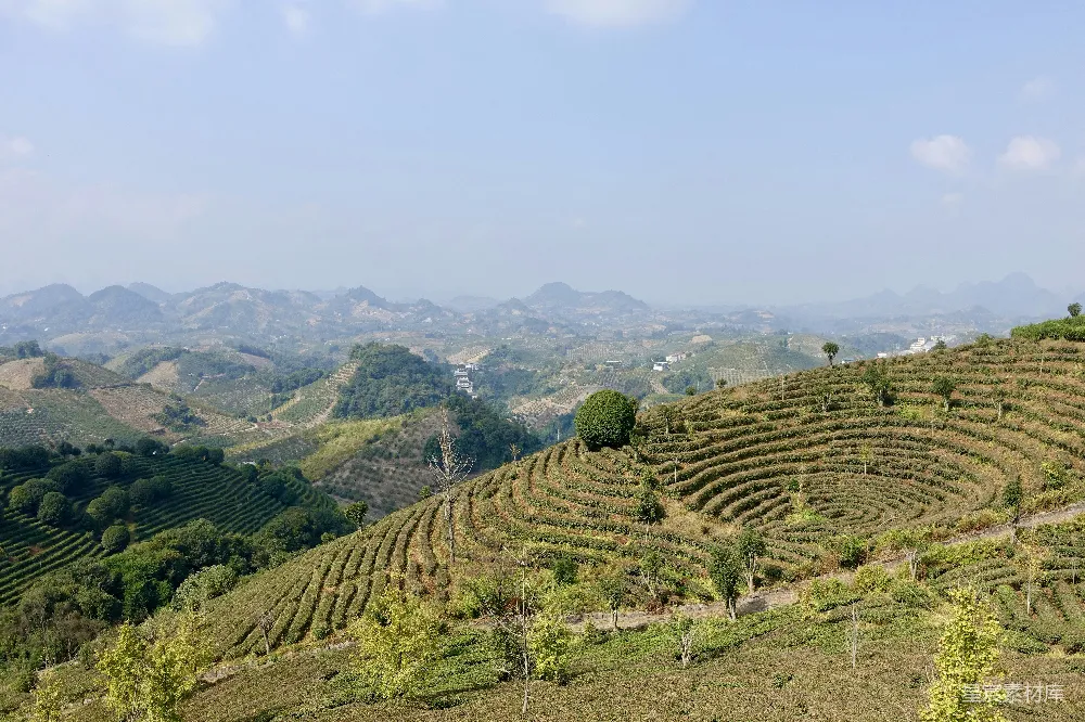 高清摄影  一片山间的茶园景色