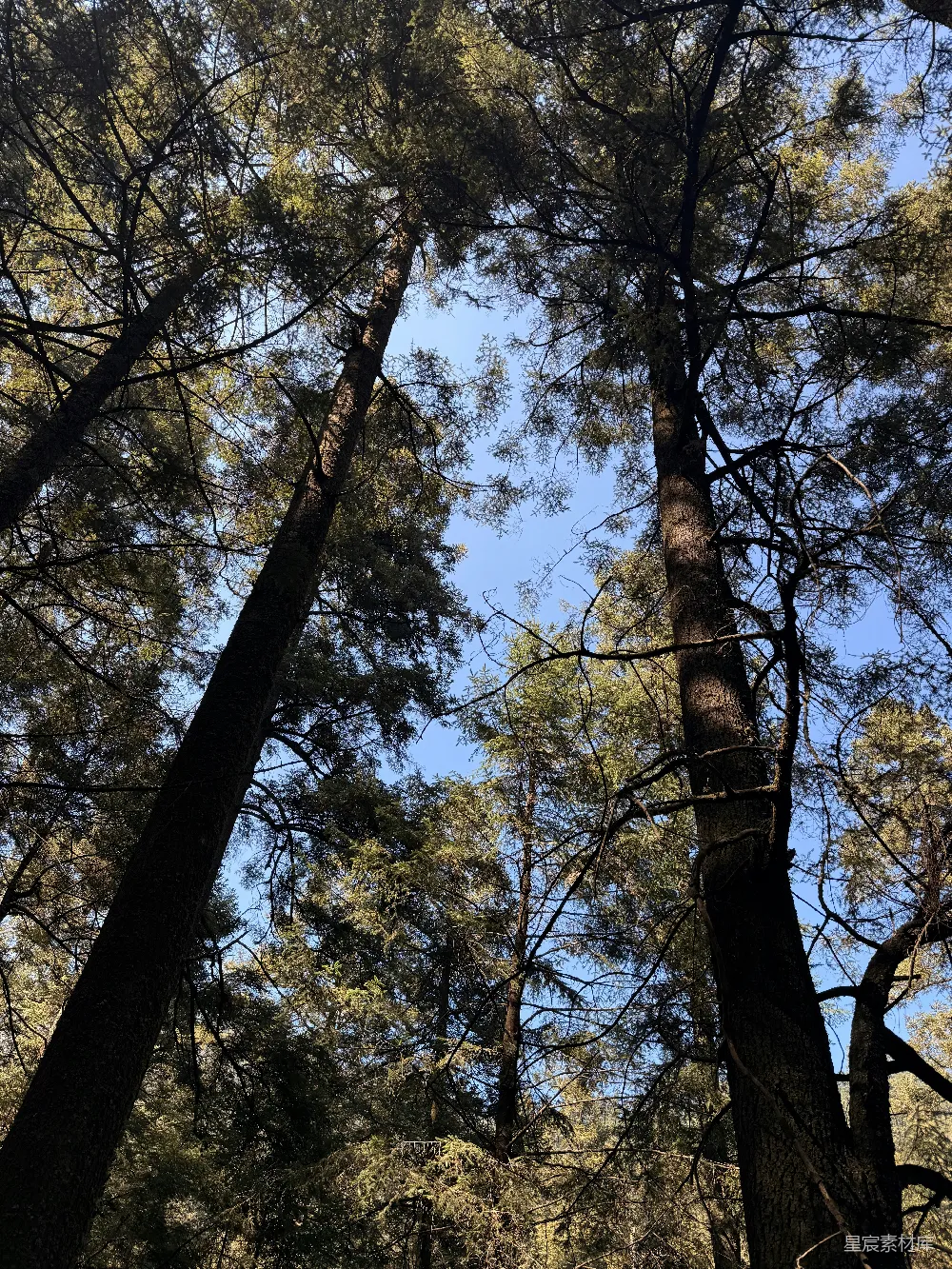 高清摄影 壁纸 树木向上伸展，向着明亮的蓝天。