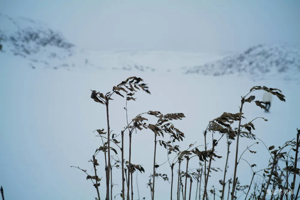 高清摄影  在雪景中的芦苇。