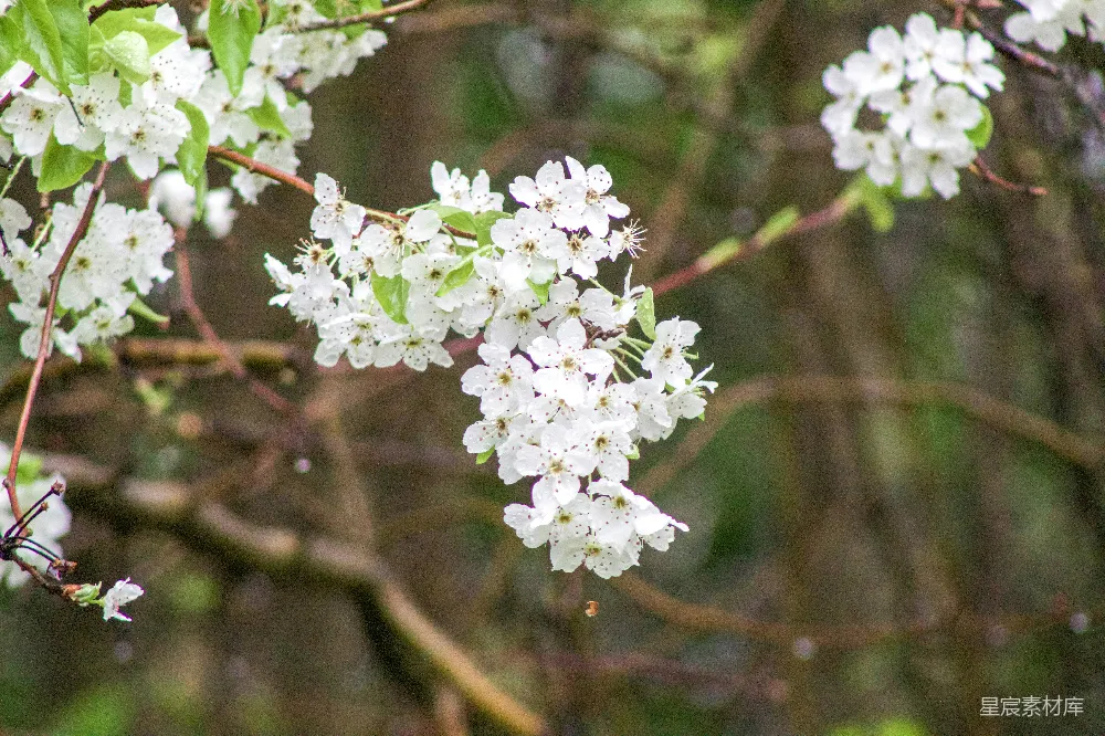高清摄影  一簇白花在树枝上