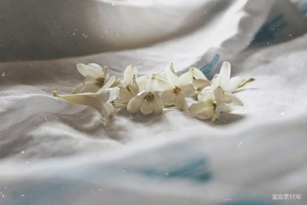 高清摄影  一床白色花朵