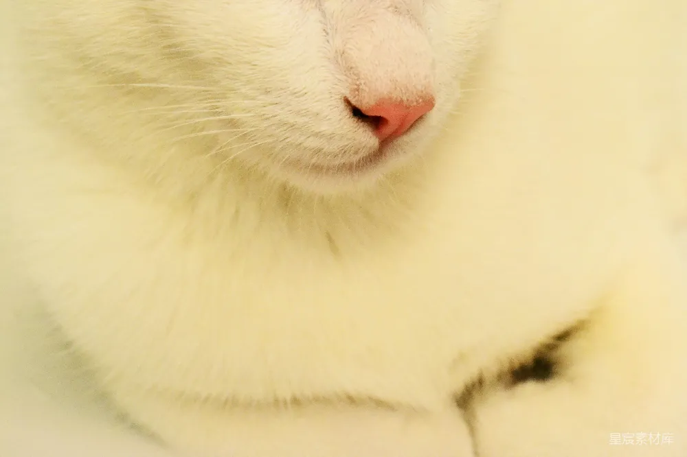 高清摄影  白色和黑色的猫在棕色的织物上