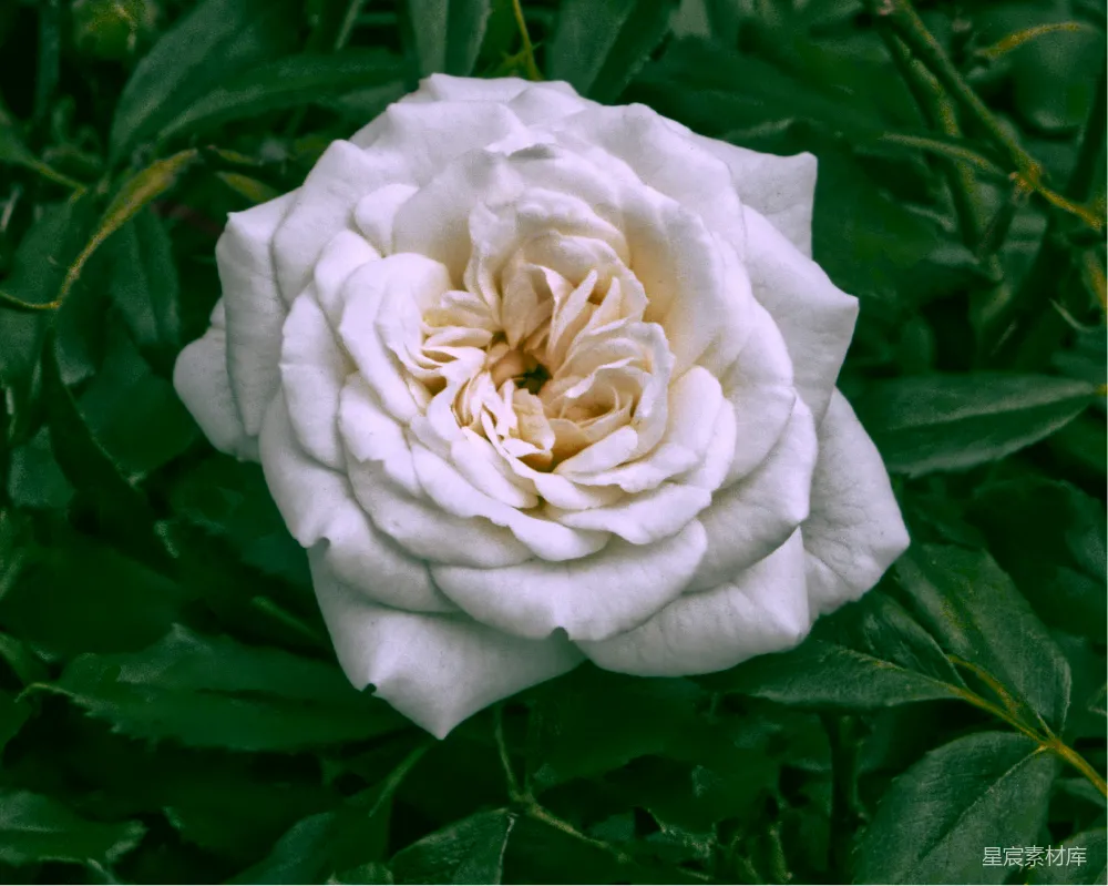 高清摄影  一朵带绿叶背景的白花