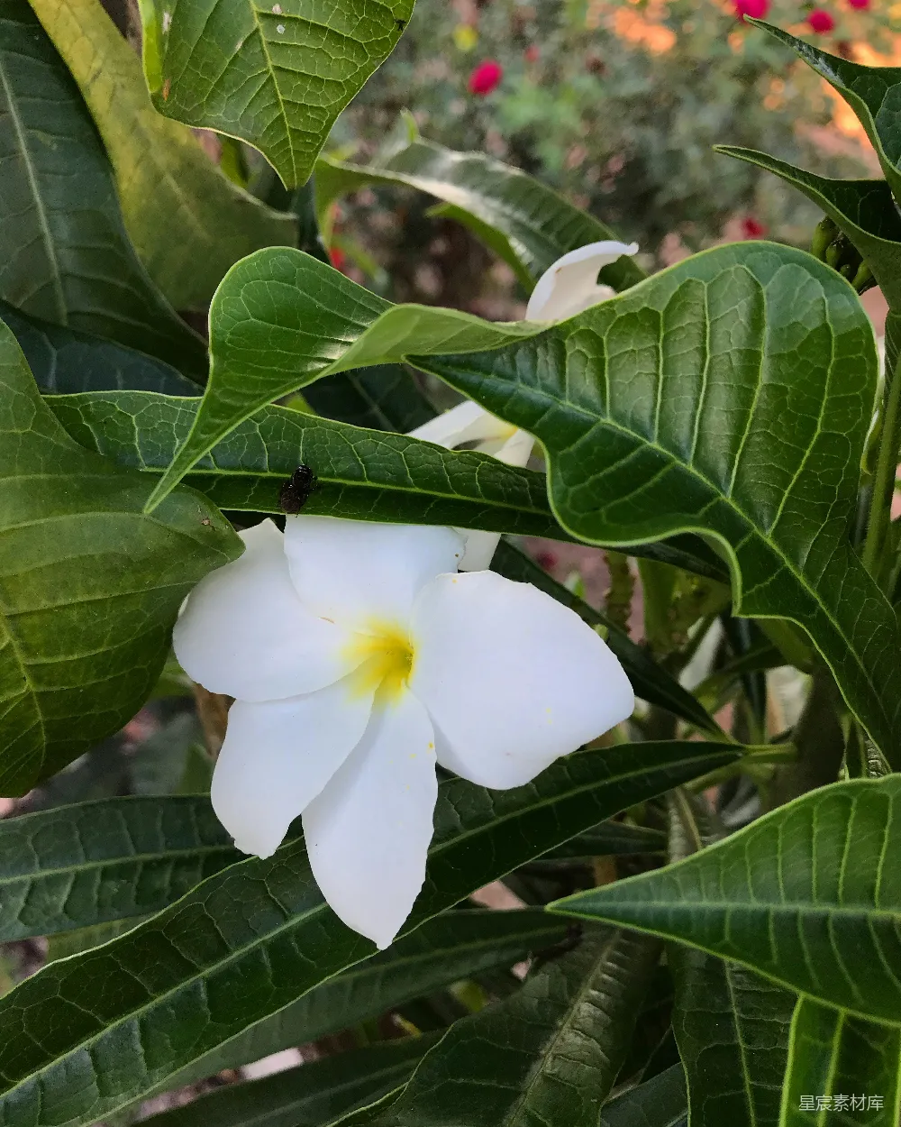 高清摄影  一朵白色带黄色中心的花，周围是绿叶。