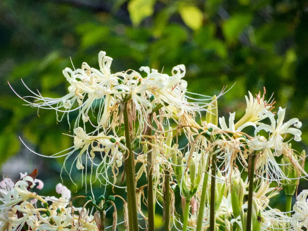高清摄影  一张白花的特写照片