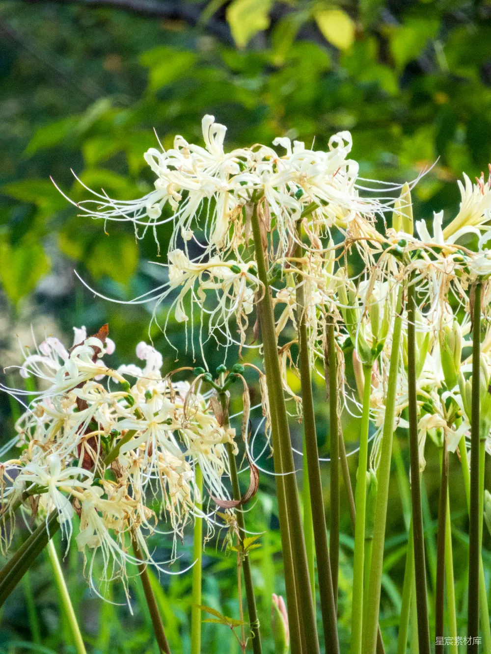 高清摄影  一张特写的花朵照片