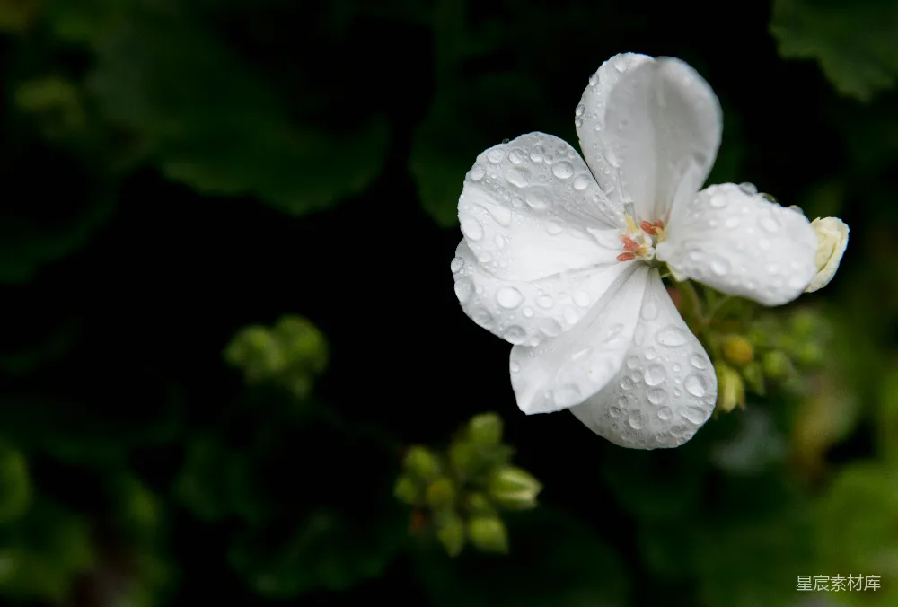 高清摄影  白花绿叶