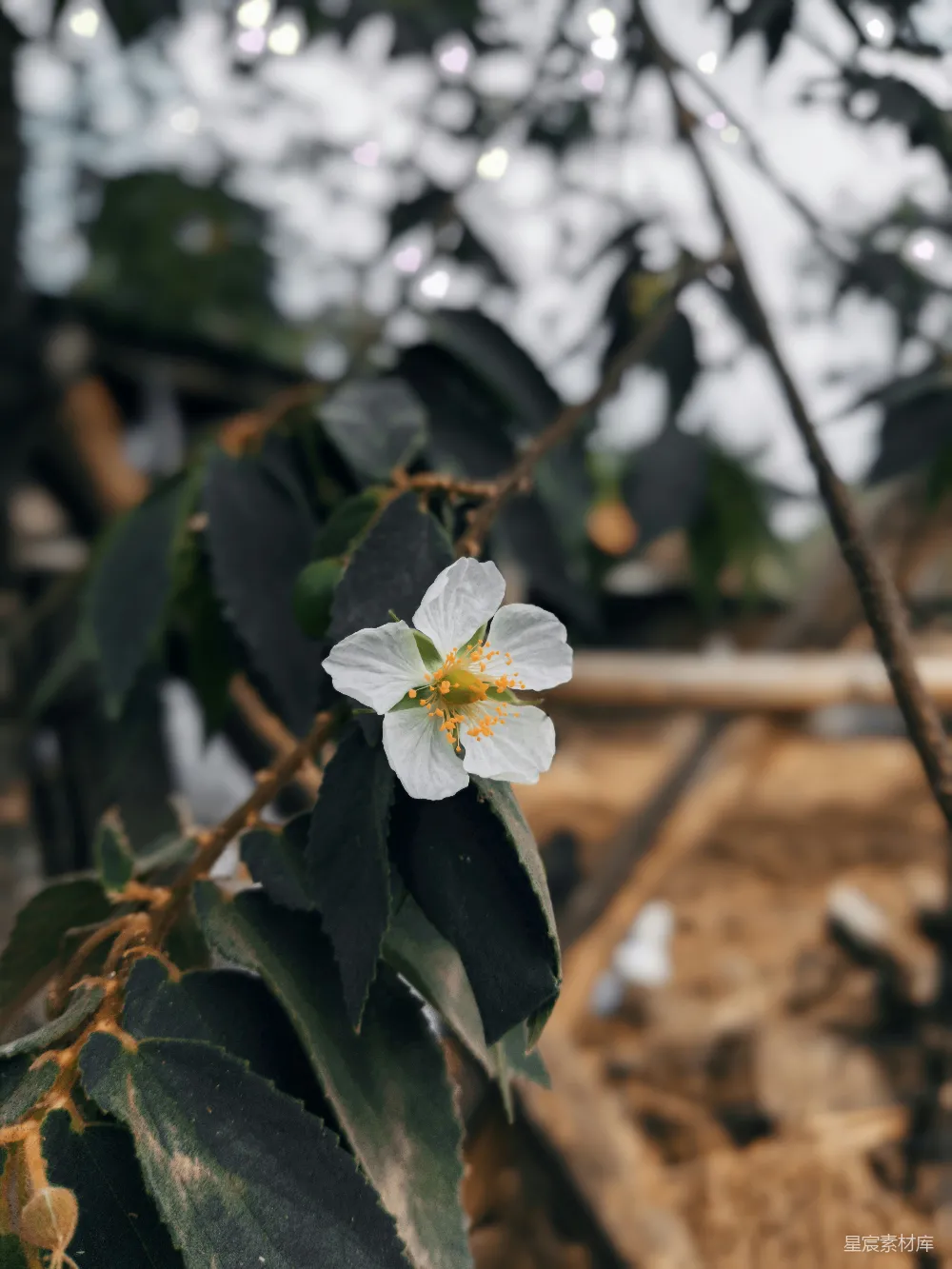 高清摄影  一朵坐在树枝上的花