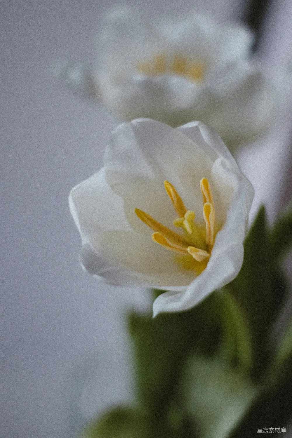 高清摄影  一朵白色花朵的特写，带有绿色叶子。