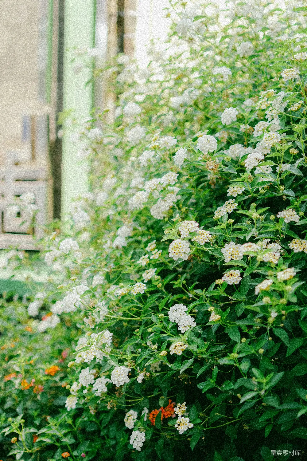 高清摄影  一丛开白花的灌木在建筑物旁边。