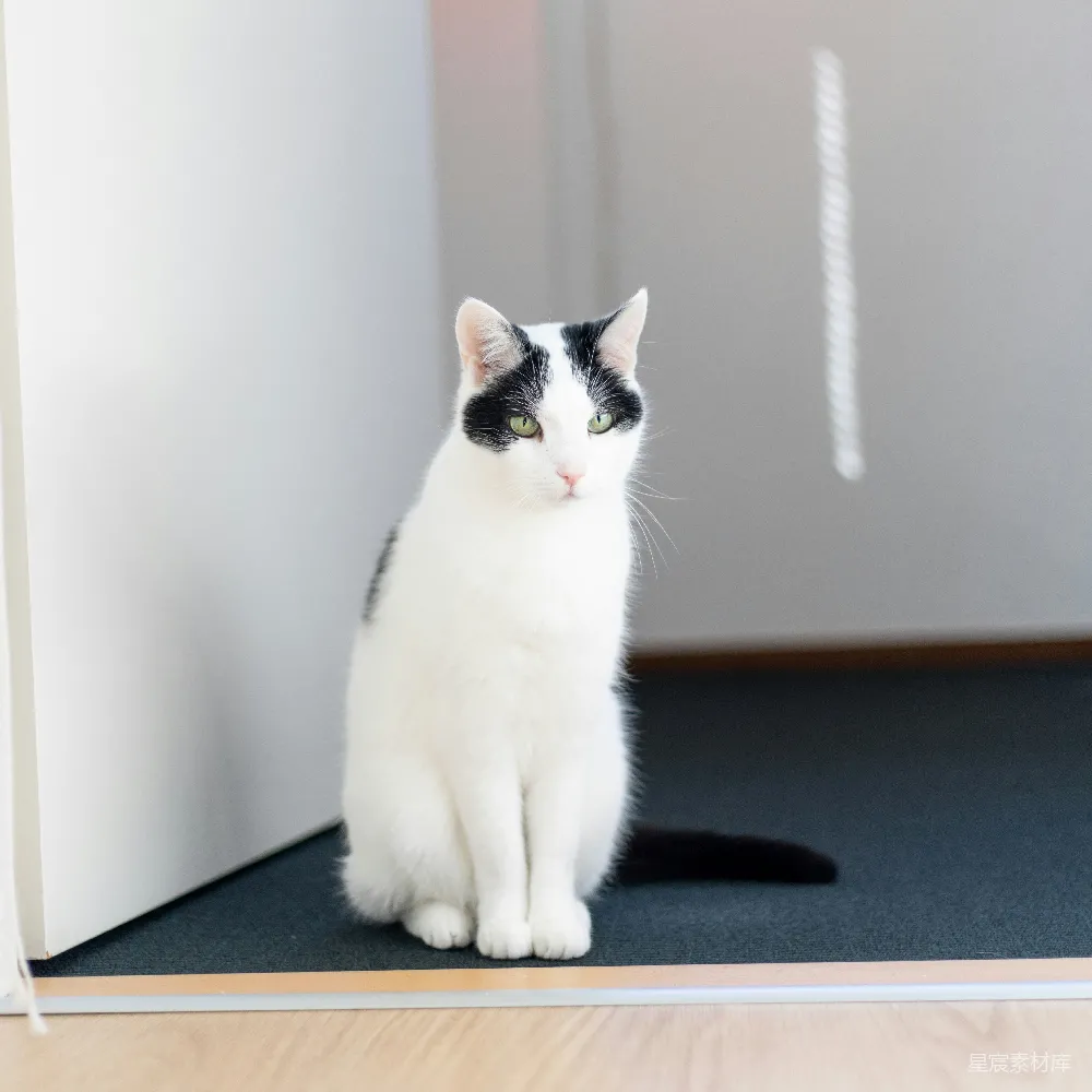 高清摄影  一只黑白相间的猫正坐在地板上。