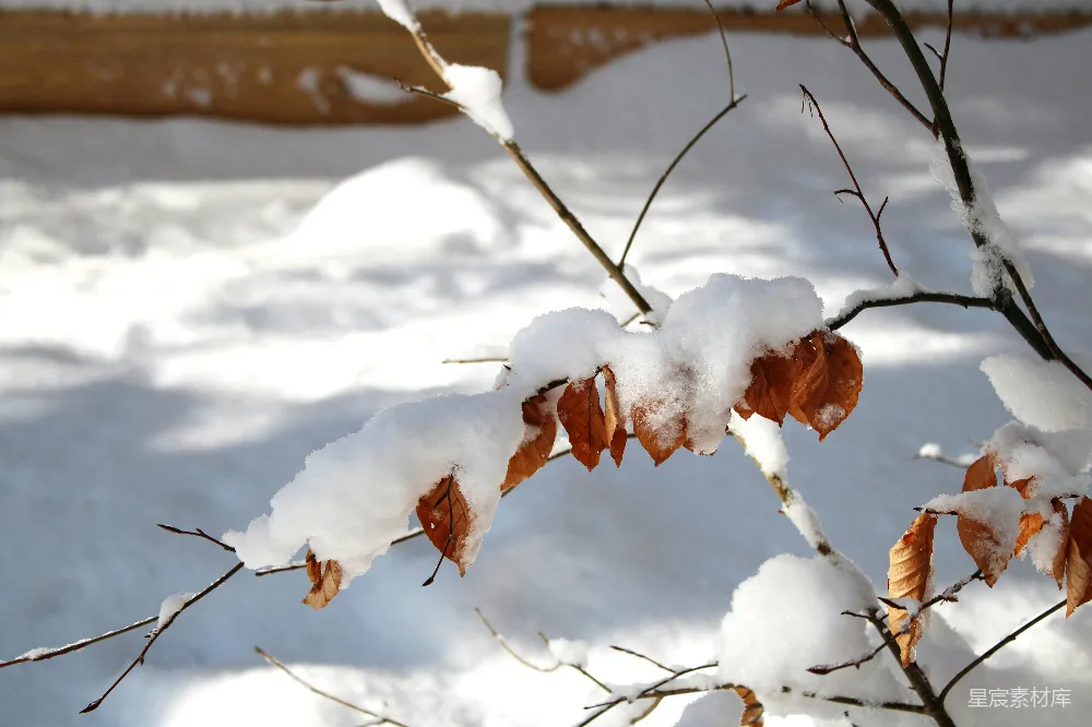 高清摄影  白天覆盖着积雪的棕色树枝