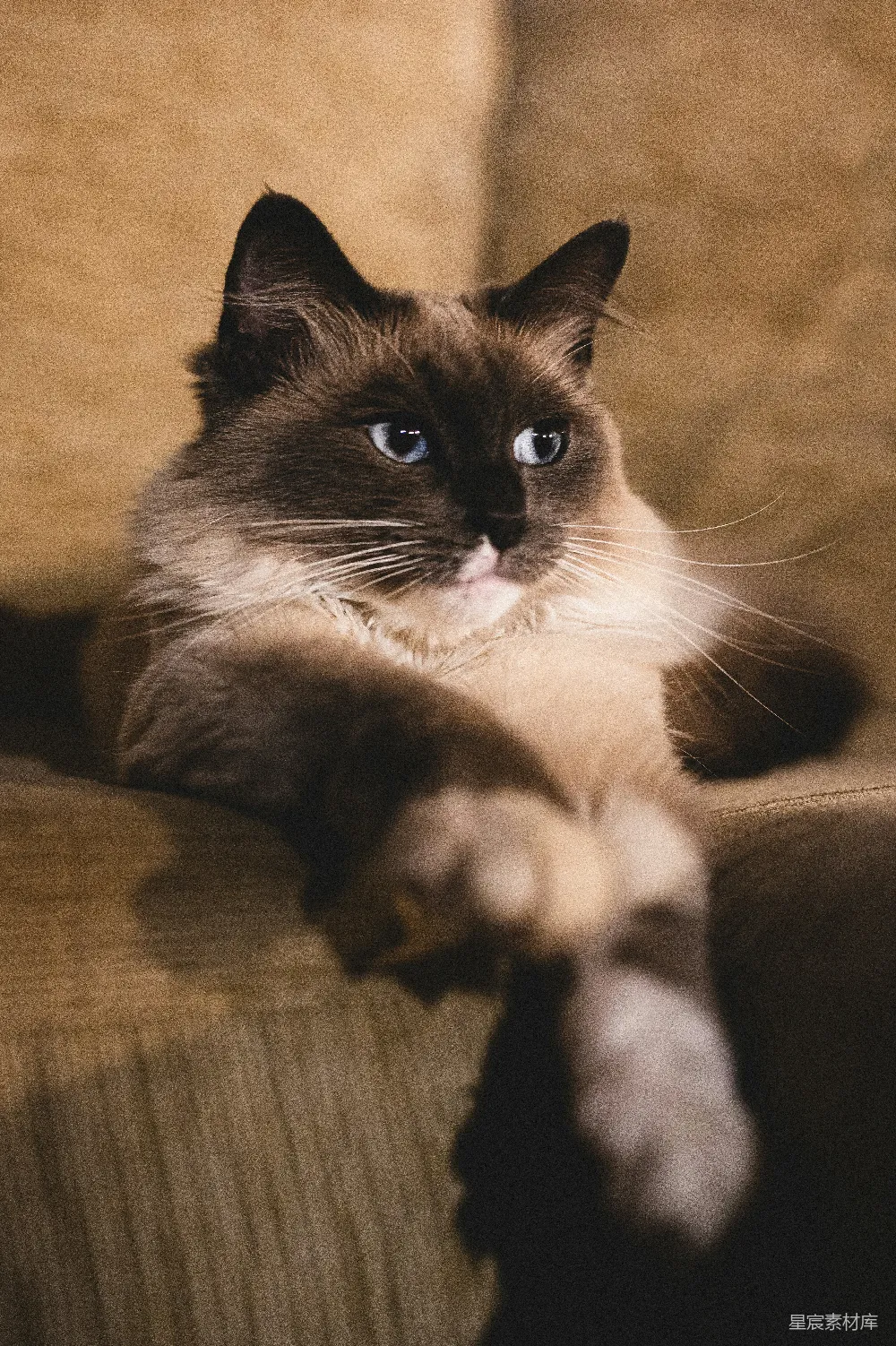 高清摄影  一只棕白相间的猫躺在棕色的布料上。