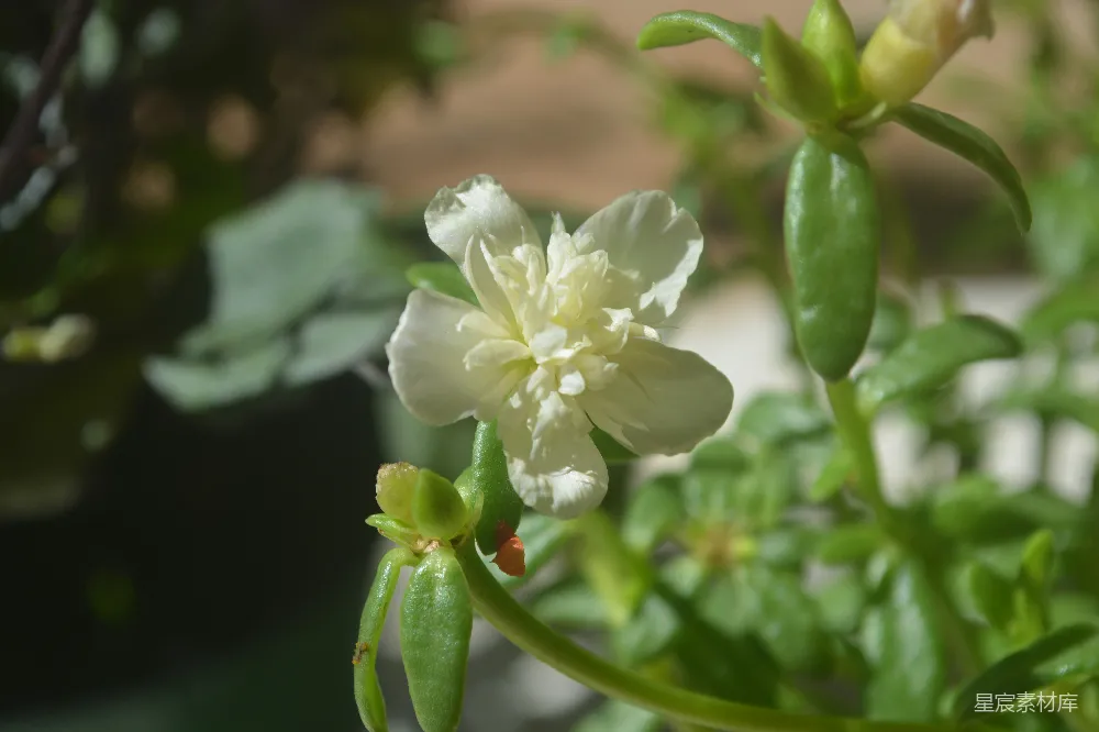 高清摄影  一朵花的特写照片