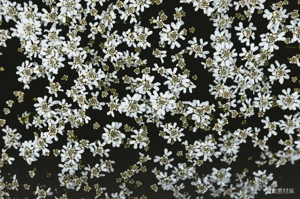 高清摄影  黑白花纹布料