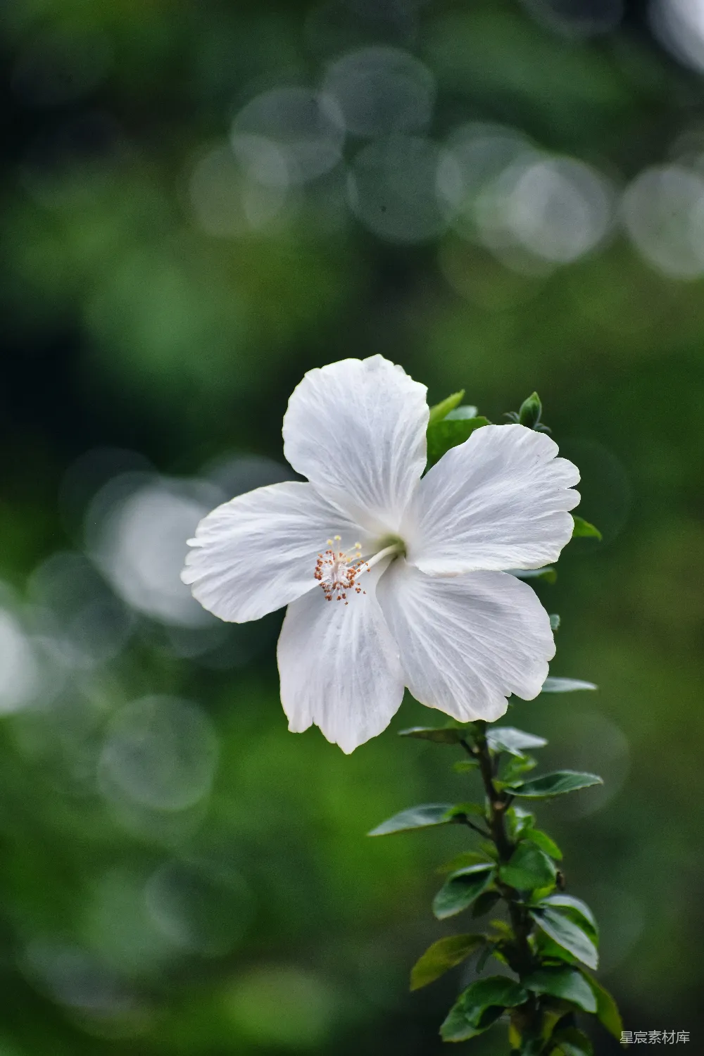高清摄影  一朵带绿叶的白花