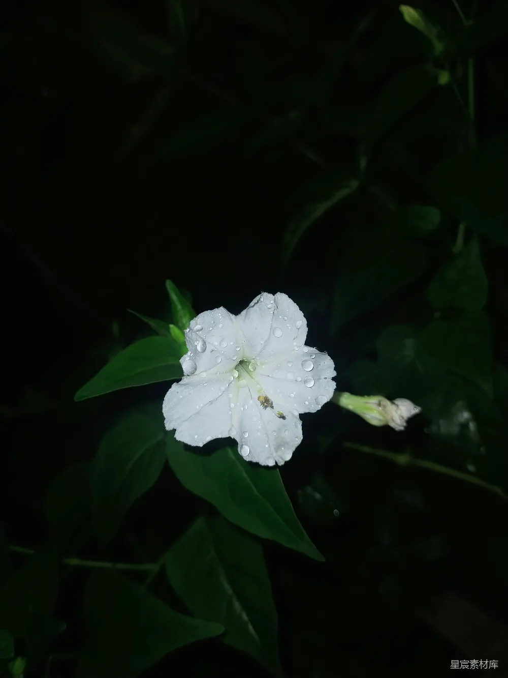 高清摄影  一朵带有水珠的白色花。