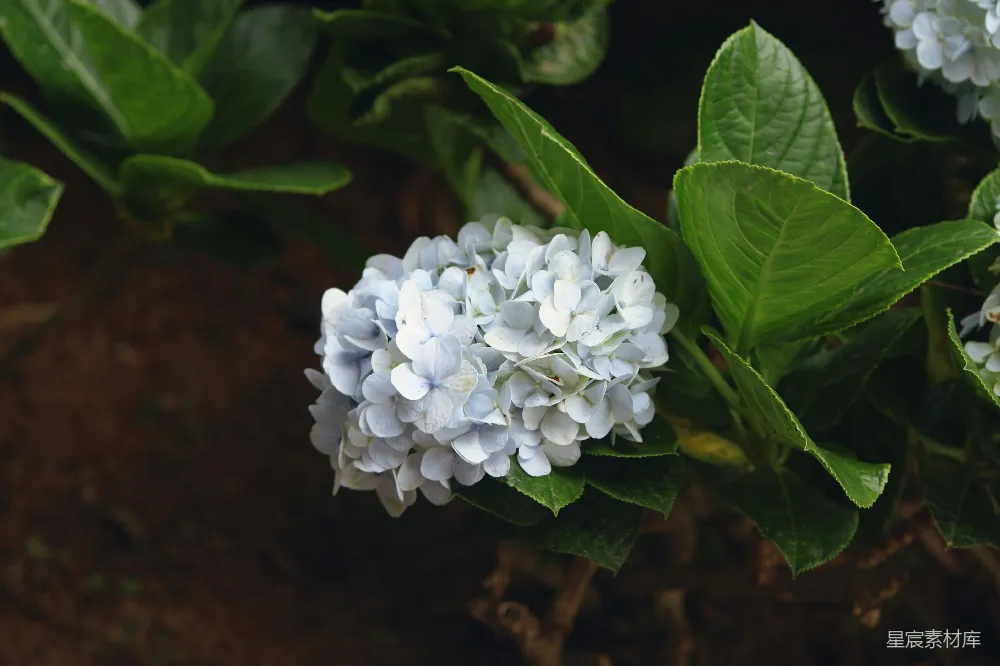 高清摄影 自然 白花绿叶