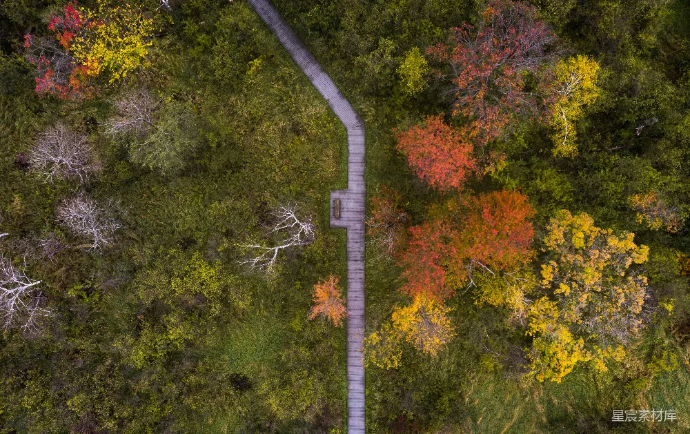 高清摄影  俯瞰一条被树木环绕的道路。