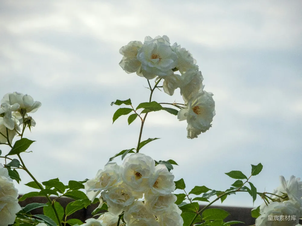 高清摄影  一丛带有绿色叶子的白色花朵
