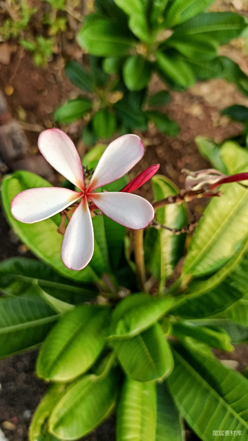 高清摄影  花园里的一朵粉白相间的花