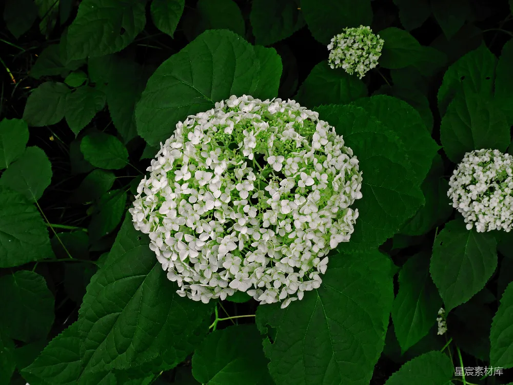 高清摄影  白花绿叶