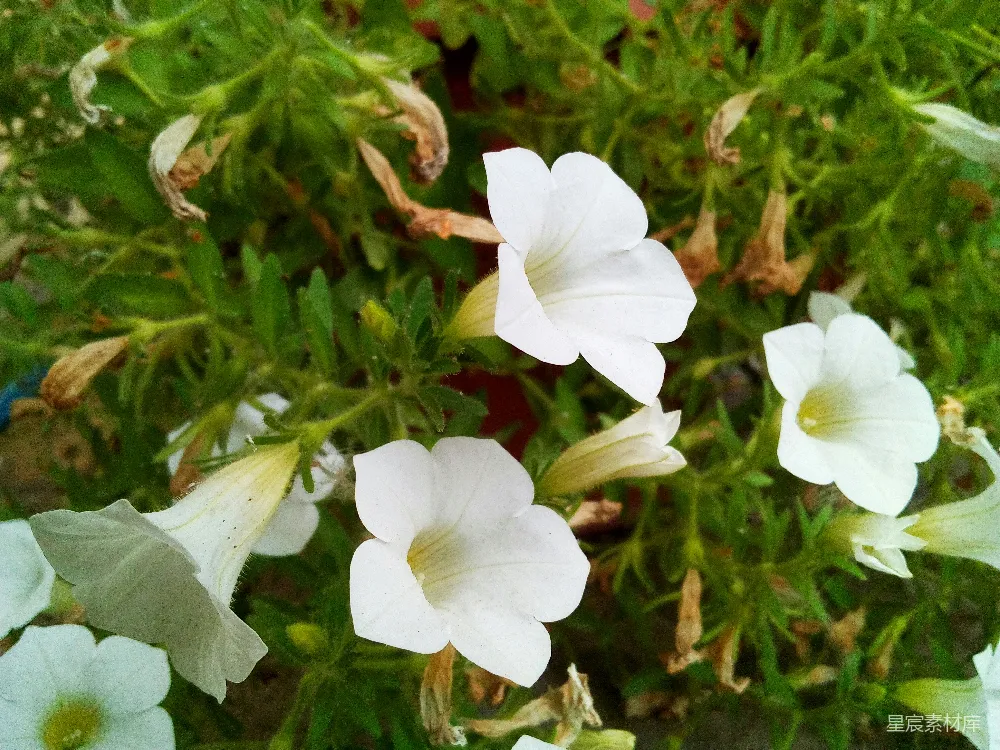 高清摄影  一簇白色花朵生长在花园里