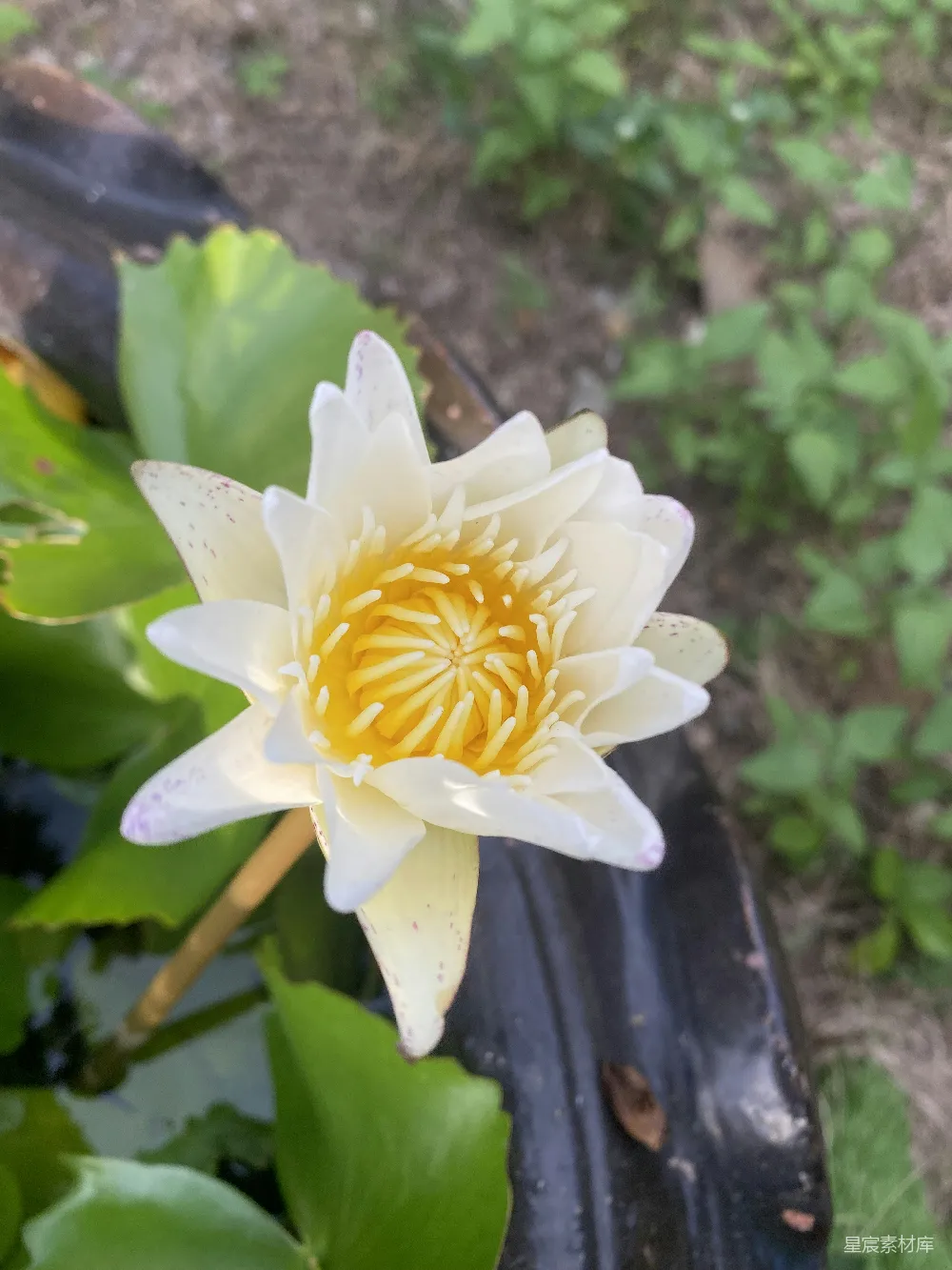 高清摄影  一朵白黄相间的花儿坐落在郁郁葱葱的绿植上。