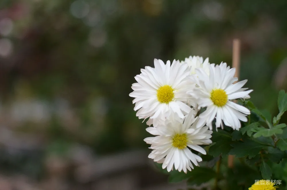 高清摄影  一簇白花，中心是黄色的。
