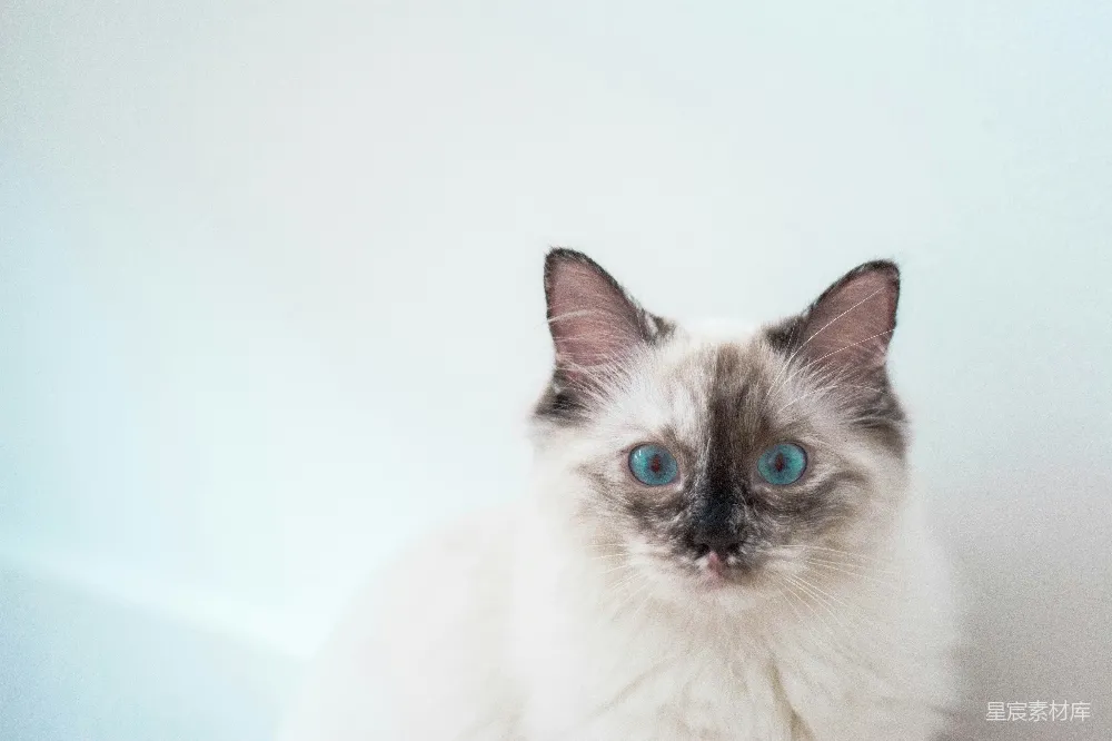 高清摄影  长毛的白黑相间的猫