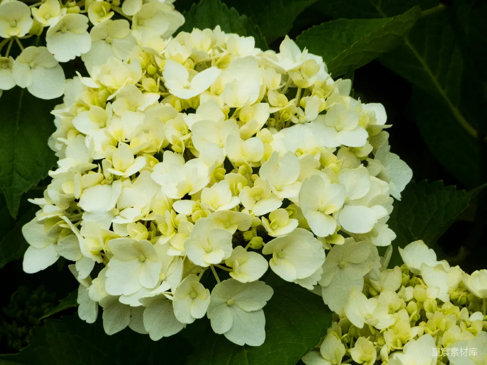 高清摄影  白花绿叶